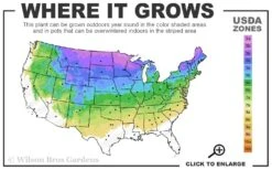 Little Gem Dwarf Norway Spruce Tree (Single Trunk) - 2 Gallon Pot -Wilson Bros Gardens 3A 8A 3