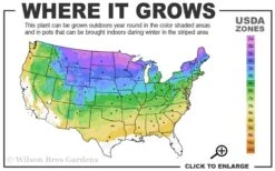 Emerald Cushion Blue Creeping Phlox - 1 Gallon Pot -Wilson Bros Gardens 3a 8b 6