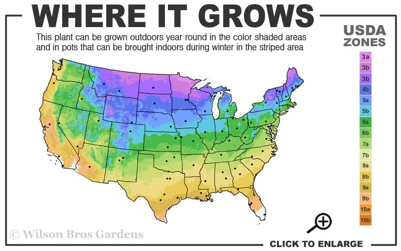 Limelight PeeGee Hydrangea - Single Trunk Topiary Tree - 5 Gallon Pot 5 Limelight PeeGee Hydrangea - Single Trunk Topiary Tree - 5 Gallon Pot - Image 3