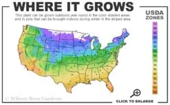 Purpurea Plena Elegans Clematis - 1 Gallon Pot -Wilson Bros Gardens 4a 11 4