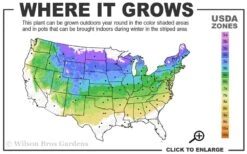 Illuminati Arch Mock Orange (Philadelphus Coronarius) - 3 Gallon Pot 9 Illuminati Arch Mock Orange (Philadelphus Coronarius) - 3 Gallon Pot -Wilson Bros Gardens 4a 8a