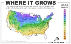 Gold Mop Threadleaf Cypress Tree (Standard Topiary) - 5 Gallon Pot 8 Gold Mop Threadleaf Cypress Tree (Standard Topiary) - 5 Gallon Pot -Wilson Bros Gardens 4a 8b 20