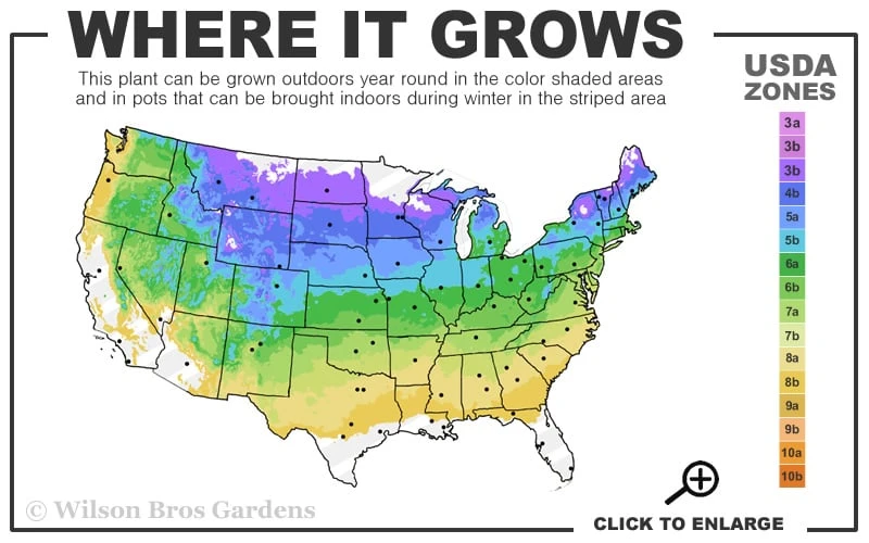 Moonglow Pyramidal Blue Juniper - 7 Gallon Pot (3-4') 5 Moonglow Pyramidal Blue Juniper - 7 Gallon Pot (3-4') - Image 3