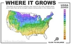 Sweet Woodruff (Galium Odoratum) - 6 Pack Of Pint Pots -Wilson Bros Gardens 4a 8b thumbnail 4