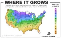 Liberation Clematis - 1 Gallon Pot -Wilson Bros Gardens 4a 9b 29