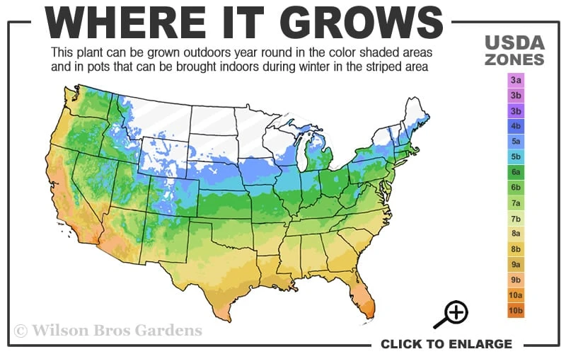 Miss Saori Hydrangea - 1 Gallon Pot 5 Miss Saori Hydrangea - 1 Gallon Pot - Image 3