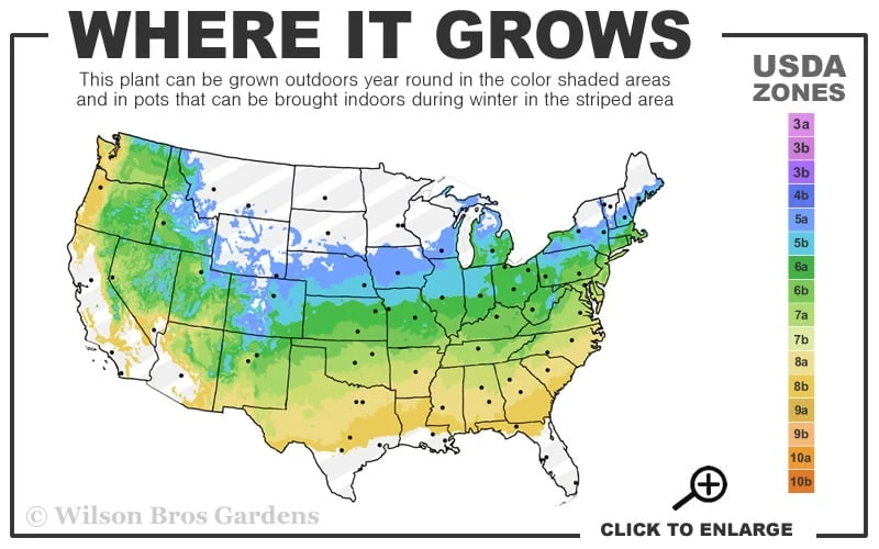 Dusky Maiden Smoke Tree (Single Trunk Topiary) - 7 Gallon Pot (3-4') 5 Dusky Maiden Smoke Tree (Single Trunk Topiary) - 7 Gallon Pot (3-4') - Image 3
