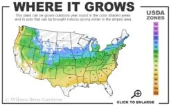 Shirazz Japanese Maple - 5 Gallon Pot (2-3') 11 Shirazz Japanese Maple - 5 Gallon Pot (2-3') -Wilson Bros Gardens 5a 8b 24