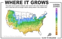 Ikandi Japanese Maple - 3 Gallon Pot (4-5') -Wilson Bros Gardens 5a 9a 11