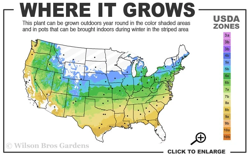 Otto's Dissectum Japanese Maple (Acer Palmatum) - 5 Gallon Pot 5 Otto's Dissectum Japanese Maple (Acer Palmatum) - 5 Gallon Pot - Image 3