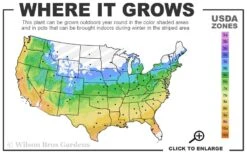 The Rising Sun Redbud Tree - 3 Gallon Pot -Wilson Bros Gardens 5a 9b 54