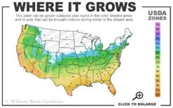 Claudia Wannamaker Southern Magnolia - 7 Gallon Pot (5-6') 10 Claudia Wannamaker Southern Magnolia - 7 Gallon Pot (5-6') -Wilson Bros Gardens 5b 11 2