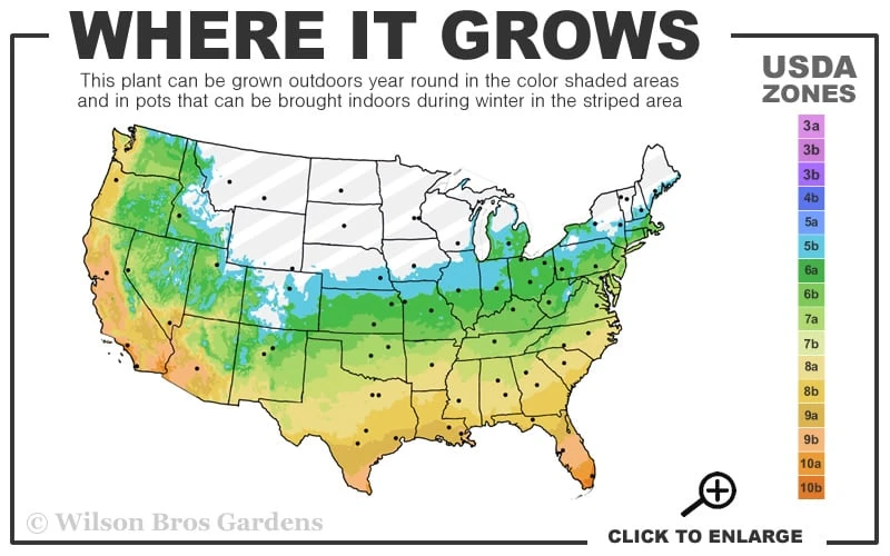 Claudia Wannamaker Southern Magnolia - 7 Gallon Pot (4-5') 5 Claudia Wannamaker Southern Magnolia - 7 Gallon Pot (4-5') - Image 3