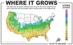 Graham Blandy Columnar Boxwood - 6 Pack Of 1 Gallon Pots -Wilson Bros Gardens 5b 9b