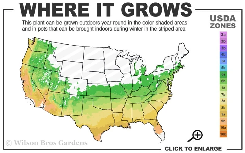Red Tiara Deja Bloom Azalea - 1 Gallon Pot 5 Red Tiara Deja Bloom Azalea - 1 Gallon Pot - Image 3