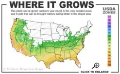 Autumn Carnation Encore Azalea - 7 Gallon Pot -Wilson Bros Gardens 6A 9B 42