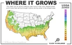 Perfecto Mundo Red Reblooming Azalea - 2 Gallon Pot 11 Perfecto Mundo Red Reblooming Azalea - 2 Gallon Pot -Wilson Bros Gardens 6B 9B 6