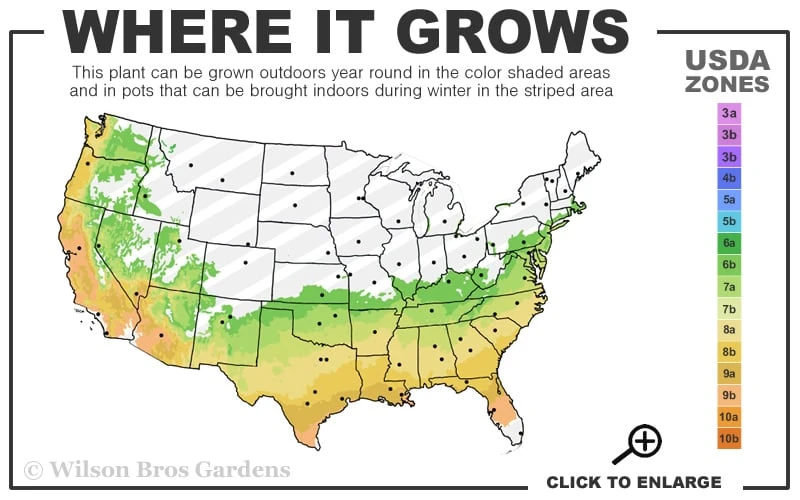 Perfecto Mundo Red Reblooming Azalea - 2 Gallon Pot 5 Perfecto Mundo Red Reblooming Azalea - 2 Gallon Pot - Image 3