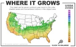 Alta Southern Magnolia - 7 Gallon Pot (3-4') 9 Alta Southern Magnolia - 7 Gallon Pot (3-4') -Wilson Bros Gardens 6a 10b 7