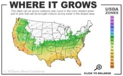 Variegated Liriope - Monkey Grass / Lilyturf - 6 Pack Of Pint Pots -Wilson Bros Gardens 6a 11 10