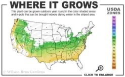 Elegans Variegated Boxwood - Buxus Sempervirens 'Elegantissima' - 3 Gallon Pot 10 Elegans Variegated Boxwood - Buxus Sempervirens 'Elegantissima' - 3 Gallon Pot -Wilson Bros Gardens 6a 8b 1