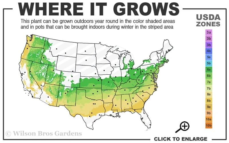 Schip Laurel (Prunus Laurocersasus 'Schipkaensis') - 5 Gallon Pot 5 Schip Laurel (Prunus Laurocersasus 'Schipkaensis') - 5 Gallon Pot - Image 3