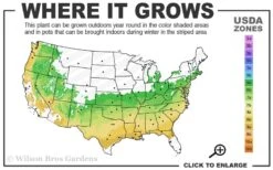 Summer Ice Daphne - 1 Gallon Pot 9 Summer Ice Daphne - 1 Gallon Pot -Wilson Bros Gardens 6a 9a