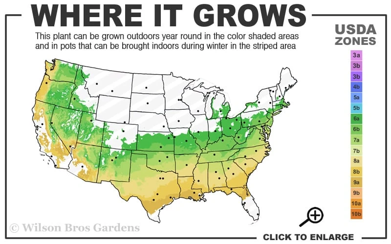 Summer Ice Daphne - 1 Gallon Pot 5 Summer Ice Daphne - 1 Gallon Pot - Image 3