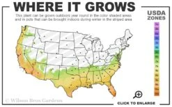 Fragrant Orange Tea Olive - Osmanthus Fragrans Aurantiacus - 5 Gallon Pot 11 Fragrant Orange Tea Olive - Osmanthus Fragrans Aurantiacus - 5 Gallon Pot -Wilson Bros Gardens 7A 10B 47