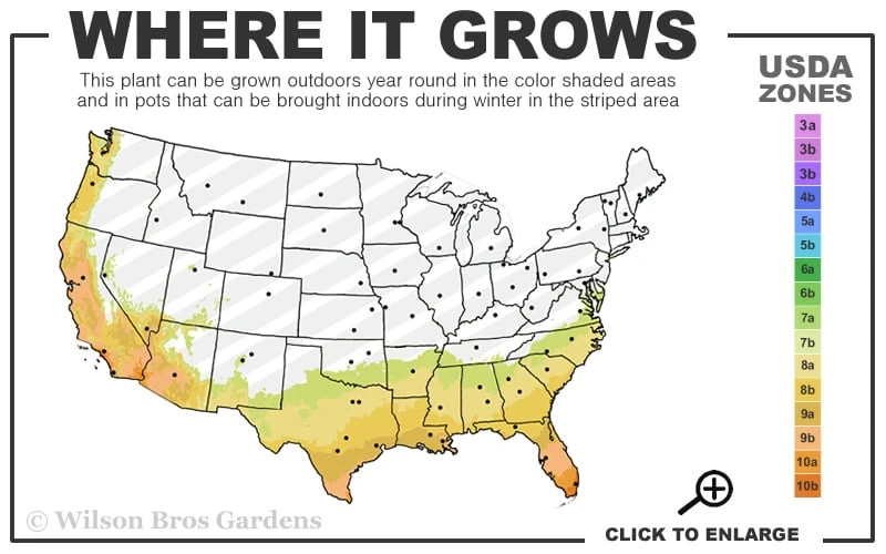 Fragrant Orange Tea Olive - Osmanthus Fragrans Aurantiacus - 6 Pack Of 1 Gallon Pots 5 Fragrant Orange Tea Olive - Osmanthus Fragrans Aurantiacus - 6 Pack Of 1 Gallon Pots - Image 3