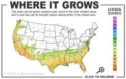 Fruitland's Fortune Tea Olive Single Trunk Tree - 7 Gallon Pot (4-5') 9 Fruitland's Fortune Tea Olive Single Trunk Tree - 7 Gallon Pot (4-5') -Wilson Bros Gardens 7a 10a 1