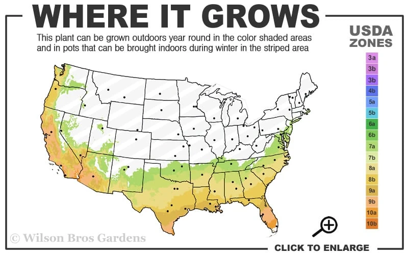 Fruitland's Fortune Tea Olive Single Trunk Tree - 7 Gallon Pot (4-5') 5 Fruitland's Fortune Tea Olive Single Trunk Tree - 7 Gallon Pot (4-5') - Image 3