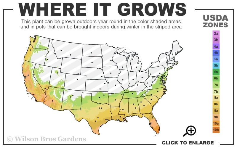 Otome Pink Camellia Japonica - 3 Gallon Pot 5 Otome Pink Camellia Japonica - 3 Gallon Pot - Image 3