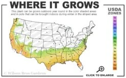 Blue Ice Arizona Cypress - 7 Gallon Pot (5-6') -Wilson Bros Gardens 7a 9b 39