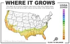 Mardi Gras Southern Indica Azalea - 1 Gallon Pot 8 Mardi Gras Southern Indica Azalea - 1 Gallon Pot -Wilson Bros Gardens 7b 10b 1