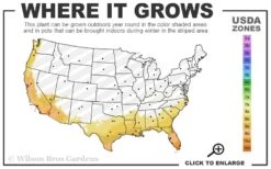 Elizabeth Bush Anemone (Carpentaria Californica) - 5 Gallon Pot 12 Elizabeth Bush Anemone (Carpentaria Californica) - 5 Gallon Pot -Wilson Bros Gardens 8a 11 17