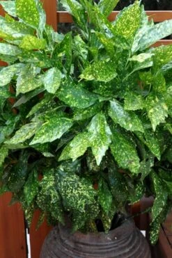 Gold Dust Aucuba (Japanese Laurel) - 1 Gallon Pot -Wilson Bros Gardens Aucuba Gold Dust 17