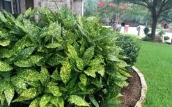 Gold Dust Aucuba (Japanese Laurel) - 1 Gallon Pot -Wilson Bros Gardens Aucuba Gold Dust 18