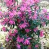 Pink Ribbons Deja Bloom Azalea - 1 Gallon Pot 1 Pink Ribbons Deja Bloom Azalea - 1 Gallon Pot -Wilson Bros Gardens Azalea Deja Bloom Pink Ribbons 7