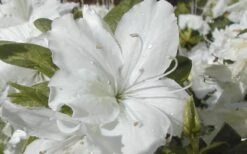 Delaware Valley White Azalea - 1 Gallon Pot 11 Delaware Valley White Azalea - 1 Gallon Pot -Wilson Bros Gardens Azalea Delaware Valley White 2