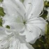 Delaware Valley White Azalea - 1 Gallon Pot 2 Delaware Valley White Azalea - 1 Gallon Pot -Wilson Bros Gardens Azalea Delaware Valley White 500x750 1