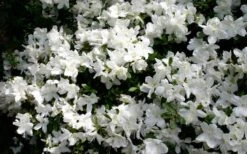 Delaware Valley White Azalea - 1 Gallon Pot 12 Delaware Valley White Azalea - 1 Gallon Pot -Wilson Bros Gardens Azalea Deleware Valley White Bloom
