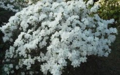 Delaware Valley White Azalea - 1 Gallon Pot 13 Delaware Valley White Azalea - 1 Gallon Pot -Wilson Bros Gardens Azalea Deleware Valley White Landscape