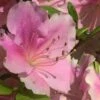 Autumn Sweetheart Encore Azalea - 1 Gallon Pot -Wilson Bros Gardens Azalea Encore Sweetheart 10