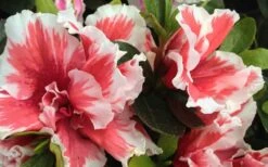 Mardi Gras Southern Indica Azalea - 1 Gallon Pot 9 Mardi Gras Southern Indica Azalea - 1 Gallon Pot -Wilson Bros Gardens Azalea Mardi Gras 2