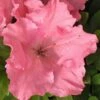 Gumpo Pink Dwarf Azalea - 1 Gallon Pot 2 Gumpo Pink Dwarf Azalea - 1 Gallon Pot -Wilson Bros Gardens Azalea Pink Gumpo 500x750 1