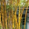 Alphonse Karr Golden Bamboo (Bambusa Multiplex) - 2 Gallon Pot -Wilson Bros Gardens Bamboo Alphonse Karr 1