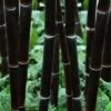 Black Bamboo - Phyllostachys Nigra - 3 Gallon Pot (Multi Cane: 4-6'+) -Wilson Bros Gardens Bamboo Black 102