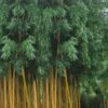 Gold Vivax Giant Timber Bamboo (Green Stripe Bamboo) - Phyllostachys Vivax 'Aureocaulis' - 3 Gallon Pot (4-6')