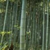 Moso Giant Bamboo (Phyllostachys Edulis 'Moso') - 3 Gallon Pot (2-4') 2 Moso Giant Bamboo (Phyllostachys Edulis 'Moso') - 3 Gallon Pot (2-4') -Wilson Bros Gardens Bamboo Moso 22